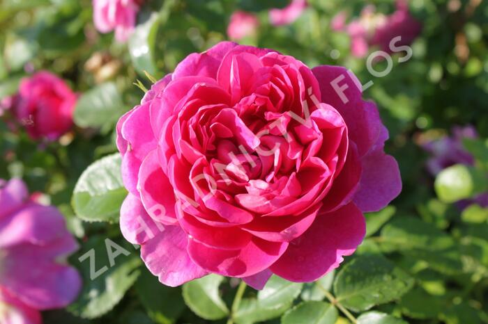Anglická růže Davida Austina 'Princess Anne' - Rosa S 'Princess Anne'