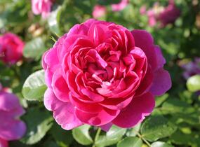Růže anglická David Austin 'Princess Anne' - Rosa S 'Princess Anne'