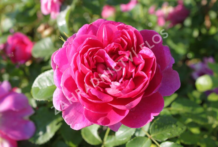 Růže anglická David Austin 'Princess Anne' - Rosa S 'Princess Anne'
