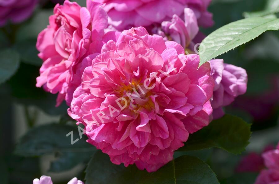 Anglická růže Davida Austina 'Princess Anne' - Rosa S 'Princess Anne'