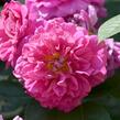Anglická růže Davida Austina 'Princess Anne' - Rosa S 'Princess Anne'