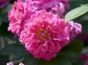 Růže anglická David Austin 'Princess Anne' - Rosa S 'Princess Anne'