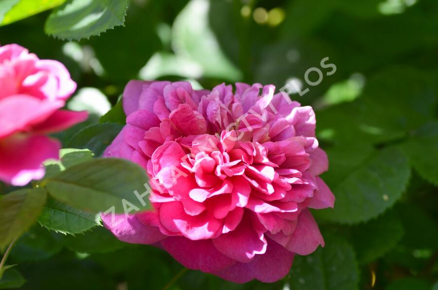 Anglická růže Davida Austina 'Princess Anne' - Rosa S 'Princess Anne'