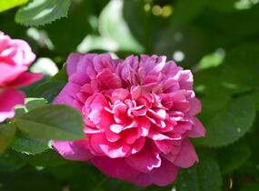 Růže anglická David Austin 'Princess Anne' - Rosa S 'Princess Anne'