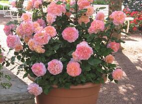 Růže velkokvětá Tantau 'Augusta Luise' - Rosa VK 'Augusta Luise'