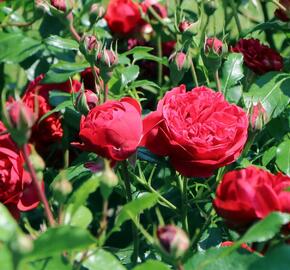 Růže mnohokvětá Kordes 'Out of Rosenheim' - Rosa MK 'Out of Rosenheim'