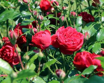 Růže mnohokvětá Kordes 'Out of Rosenheim'