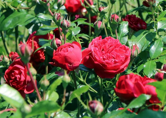 Růže mnohokvětá Kordes 'Out of Rosenheim' - Rosa MK 'Out of Rosenheim'
