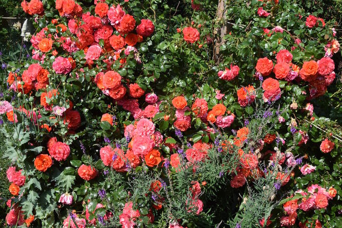 Růže mnohokvětá Kordes 'Gebrüder Grimm' - Rosa MK 'Gebrüder Grimm'