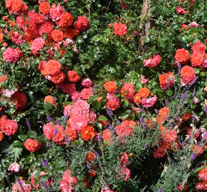 Růže mnohokvětá Kordes 'Gebrüder Grimm' - Rosa MK 'Gebrüder Grimm'