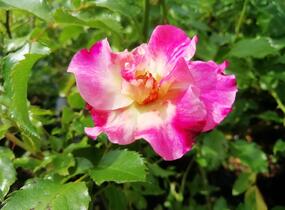 Růže mnohokvětá Kordes 'Dolomiti' - Rosa MK 'Dolomiti'