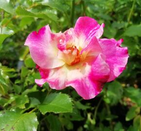 Růže mnohokvětá Kordes 'Dolomiti' - Rosa MK 'Dolomiti'