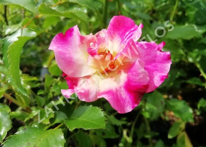 Růže mnohokvětá Kordes 'Dolomiti' - Rosa MK 'Dolomiti'