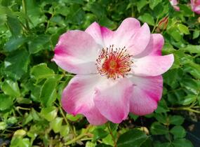Růže mnohokvětá Kordes 'Dolomiti' - Rosa MK 'Dolomiti'