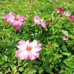 Růže mnohokvětá Kordes 'Dolomiti' - Rosa MK 'Dolomiti'