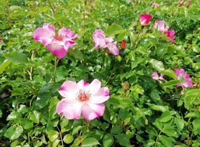 Růže mnohokvětá Kordes 'Dolomiti' - Rosa MK 'Dolomiti'