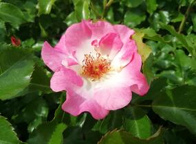 Růže mnohokvětá Kordes 'Dolomiti' - Rosa MK 'Dolomiti'