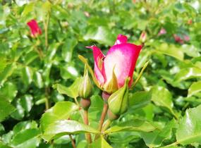 Růže mnohokvětá Kordes 'Dolomiti' - Rosa MK 'Dolomiti'