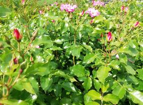 Růže mnohokvětá Kordes 'Dolomiti' - Rosa MK 'Dolomiti'