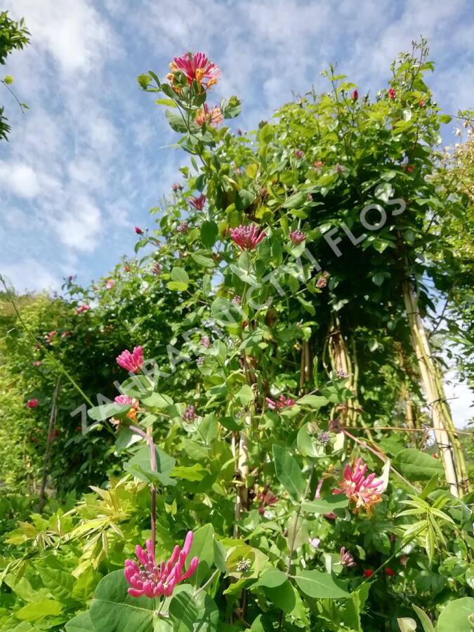 Zimolez Heckrottův 'Goldflame' - Lonicera heckrottii 'Goldflame'