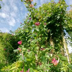 Zimolez Heckrottův 'Goldflame' - Lonicera heckrottii 'Goldflame'