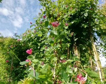 Zimolez Heckrottův 'Goldflame'