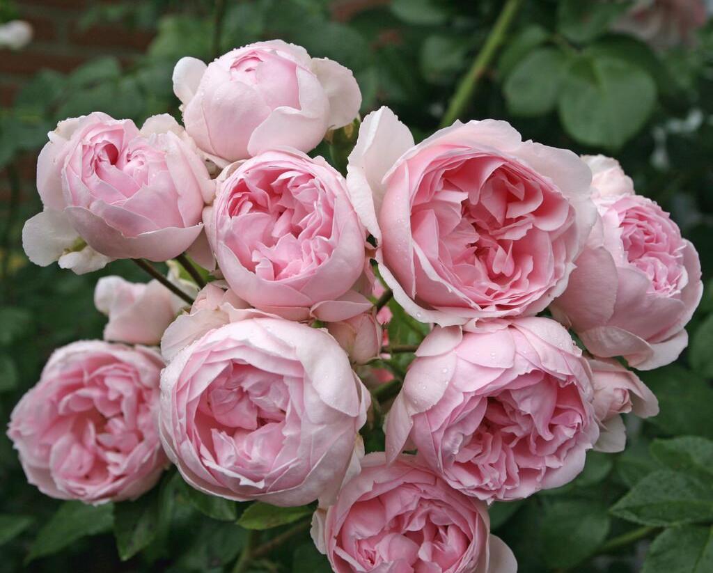 Růže parková Kordes 'Cinderella' - Rosa S 'Cinderella'
