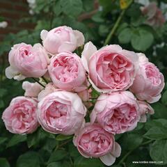 Růže parková Kordes 'Cinderella' - Rosa S 'Cinderella'