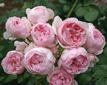 Růže parková Kordes 'Cinderella'