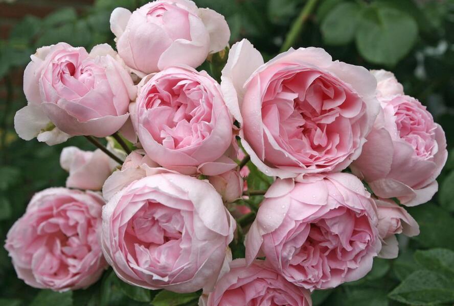 Růže parková Kordes 'Cinderella' - Rosa S 'Cinderella'