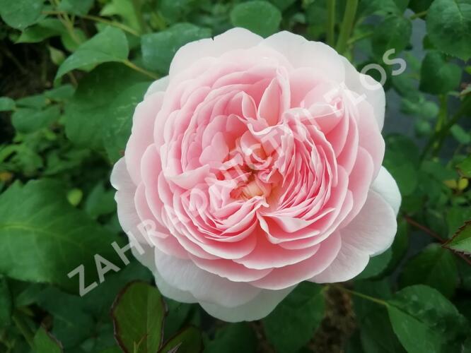 Anglická růže Davida Austina 'Queen of Sweden' - Rosa S 'Queen of Sweden'