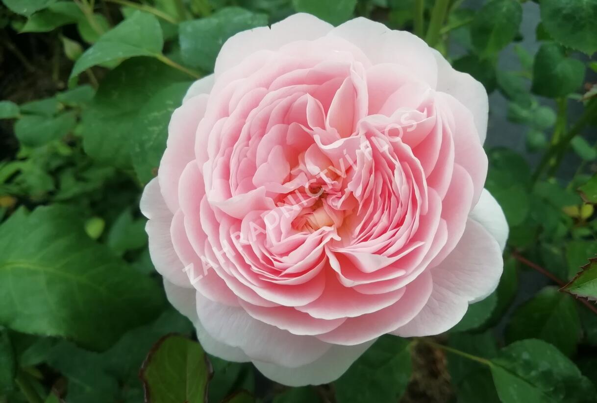 Růže anglická David Austin 'Queen of Sweden' - Rosa S 'Queen of Sweden'