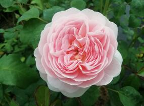 Růže anglická David Austin 'Queen of Sweden' - Rosa S 'Queen of Sweden'