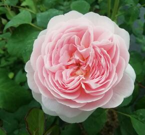 Anglická růže Davida Austina 'Queen of Sweden' - Rosa S 'Queen of Sweden'