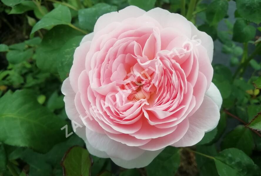 Růže anglická David Austin 'Queen of Sweden' - Rosa S 'Queen of Sweden'