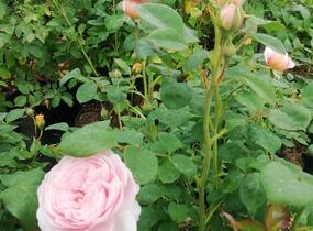 Růže anglická David Austin 'Queen of Sweden' - Rosa S 'Queen of Sweden'