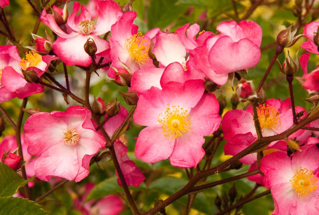 Růže půdopokryvná Kordes 'Juanita' - Rosa PK 'Juanita'