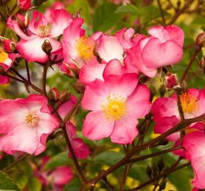 Růže půdopokryvná Kordes 'Juanita' - Rosa PK 'Juanita'