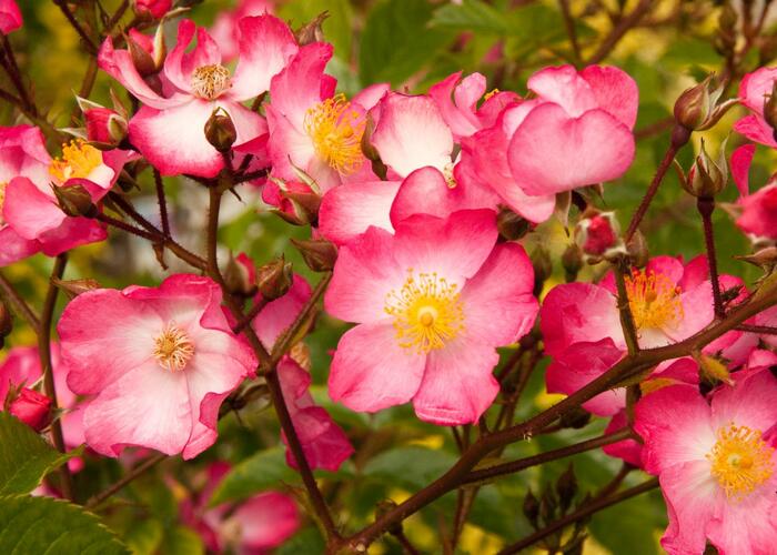 Růže půdopokryvná Kordes 'Juanita' - Rosa PP 'Juanita'