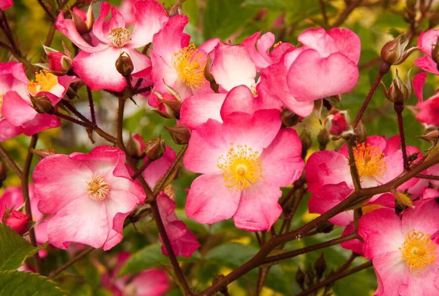 Růže půdopokryvná Kordes 'Juanita' - Rosa PK 'Juanita'