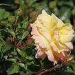 Růže mnohokvětá Tantau 'Candela' - Rosa MK 'Candela'