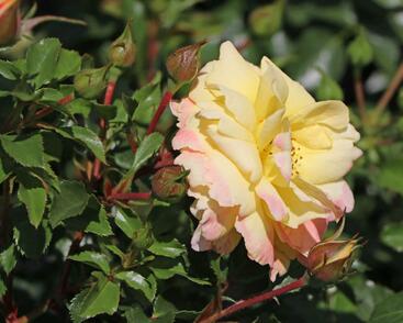 Růže mnohokvětá Tantau 'Candela'