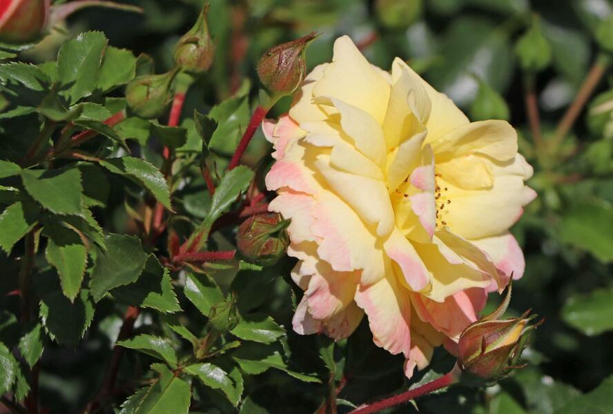 Růže mnohokvětá Tantau 'Candela' - Rosa MK 'Candela'