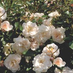 Růže mnohokvětá Meilland 'Pearl Meidiland' - Rosa MK 'Pearl Meidiland'