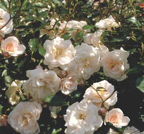 Růže mnohokvětá Meilland 'Pearl Meidiland' - Rosa MK 'Pearl Meidiland'