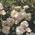 ruze-mnohokveta-meilland-pearl-meidiland.jpg