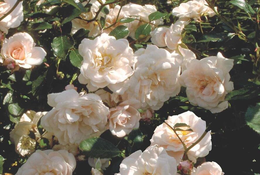 Růže mnohokvětá Meilland 'Pearl Meidiland' - Rosa MK 'Pearl Meidiland'