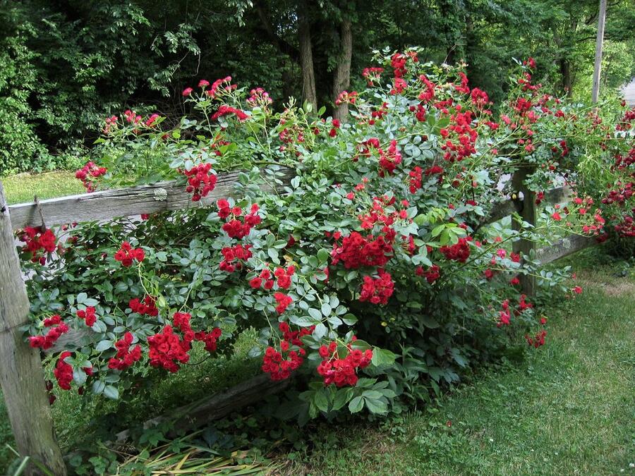 Růže mnohokvětá Meilland 'Scarlet Meidiland' - Rosa MK 'Scarlet Meidiland'