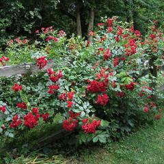 Růže mnohokvětá Meilland 'Scarlet Meidiland' - Rosa MK 'Scarlet Meidiland'