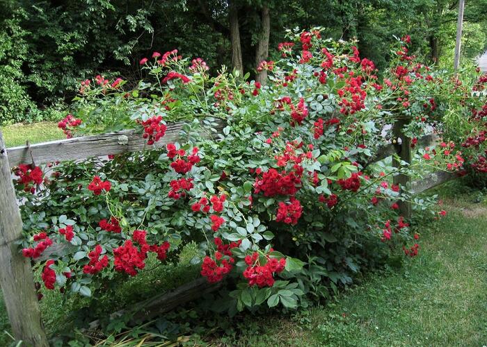 Růže mnohokvětá Meilland 'Scarlet Meidiland' - Rosa MK 'Scarlet Meidiland'